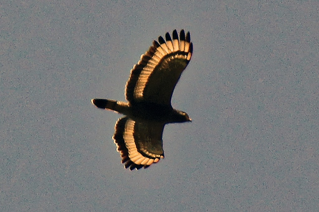 SriLan (817).jpg
